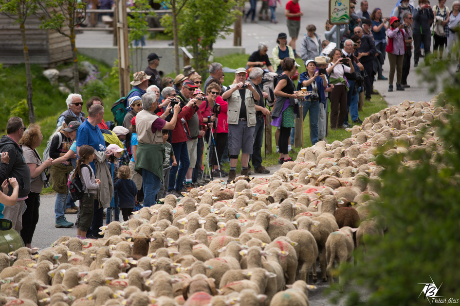 Départ de la transhumance à Névache - © T.BLAIS