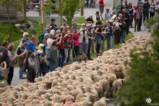 Départ de la transhumance à Névache - © T.BLAIS