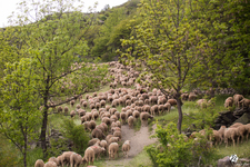 Fête de la Transhumance - Montée des troupeaux en alpages - © T.BLAIS