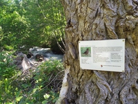 La riserva ornitologica del Moulin de Sachas - © Camille LE CORRE