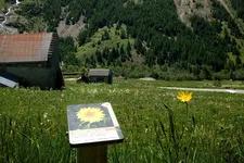 Ethnobotanical trail - Medicinal plants - © OT Hautes Vallées
