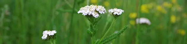 Ethnobotanical trail - Medicinal plants - © J. Selberg