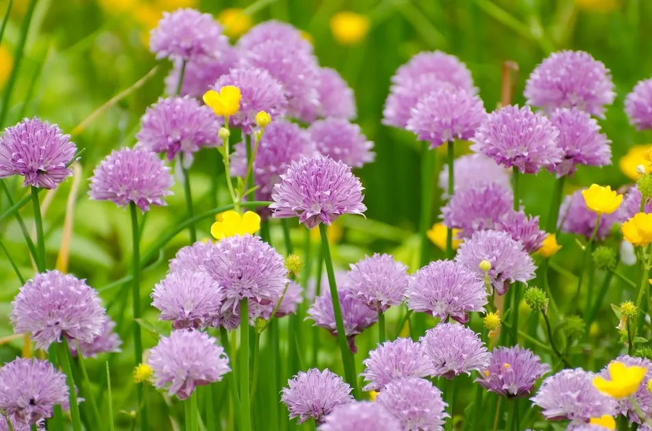 Ethnobotanical trail - Medicinal plants