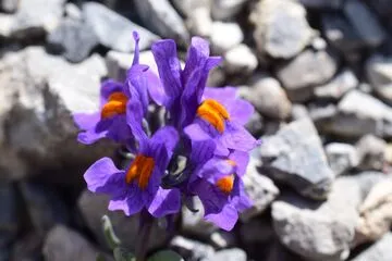 Botanical Stay: Mountain flowers, flowers of life - Alain Tallaron - © Alain Tallaron