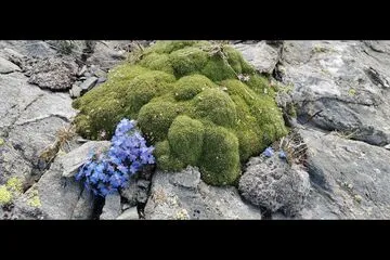 Botanical Stay: Mountain flowers, flowers of life - Alain Tallaron - © Alain Tallaron