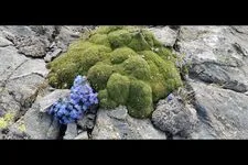 Botanical Stay: Mountain flowers, flowers of life - Alain Tallaron - © Alain Tallaron