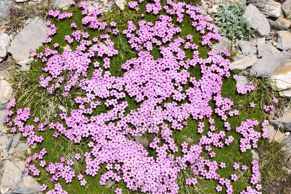 Botanical Stay: Mountain flowers, flowers of life - Alain Tallaron - © Alain Tallaron