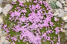 Botanical Stay: Mountain flowers, flowers of life - Alain Tallaron - © Alain Tallaron