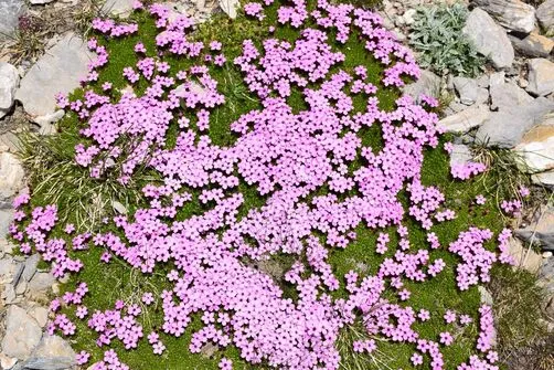Botanical Stay: Mountain flowers, flowers of life - Alain Tallaron