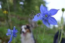 Botanical Stay: Mountain flowers, flowers of life - Alain Tallaron - © Alain Tallaron