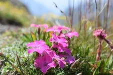 Botanical Stay: Mountain flowers, flowers of life - Alain Tallaron - © Alain Tallaron