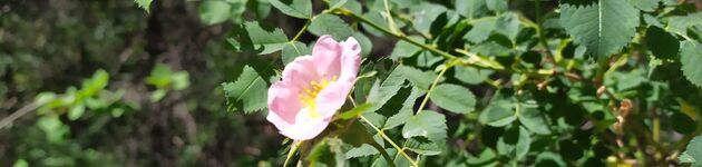 Il percorso botanico - © C. Le Corre