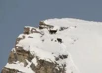 Chamois - Horizons - La Grave - © @P.morillon