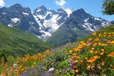 Massif de Meije et prairie de fleurs - © ©Isabelle. 