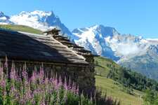 Epilobes massif de la Meije, vue de Valfroide - © ©Isabelle. 