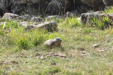 Marmotte au soleil - © ©Isabelle. 