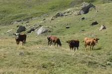 Troupeau de vaches à l'Alp de Villar - © ©Isabelle. 