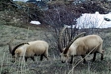 Bouquetins - © ©Isabelle. 