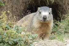 Dame Marmotte - © ©Isabelle. 