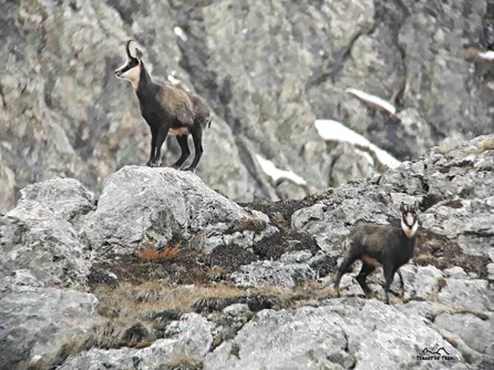 Day hike in Clarée with wildlife observation - Terres de Trek