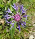 Nature Workshops for 3 - 6 years with Odile, hiking guide - © odile martin cocher