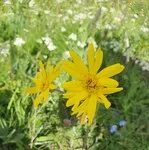 Nature Workshops for 3 - 6 years with Odile, hiking guide - © odile martin cocher
