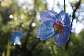 Pavot bleu de l'himalaya - © Jardin du Lautaret