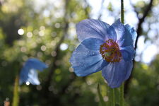 Pavot bleu de l'himalaya - © Jardin du Lautaret
