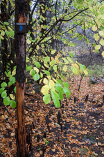 Puy-Saint-André art trail - © Soline Morattel