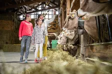 Visite en famille de la ferme, direction les vaches - © Alpes Photographies