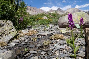 Appuntamento al giardino con il Jardin du Lautaret - © Jardin du Lautaret