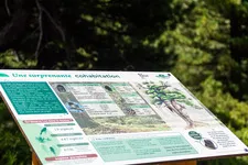 Il sentiero didattico della Taure nella riserva biologica del Bois des Ayes - © Balacé Amandine