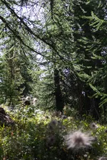 Il sentiero didattico della Taure nella riserva biologica del Bois des Ayes - © Balacé Amandine
