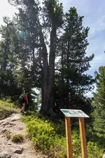 Il sentiero didattico della Taure nella riserva biologica del Bois des Ayes - © Balacé Amandine