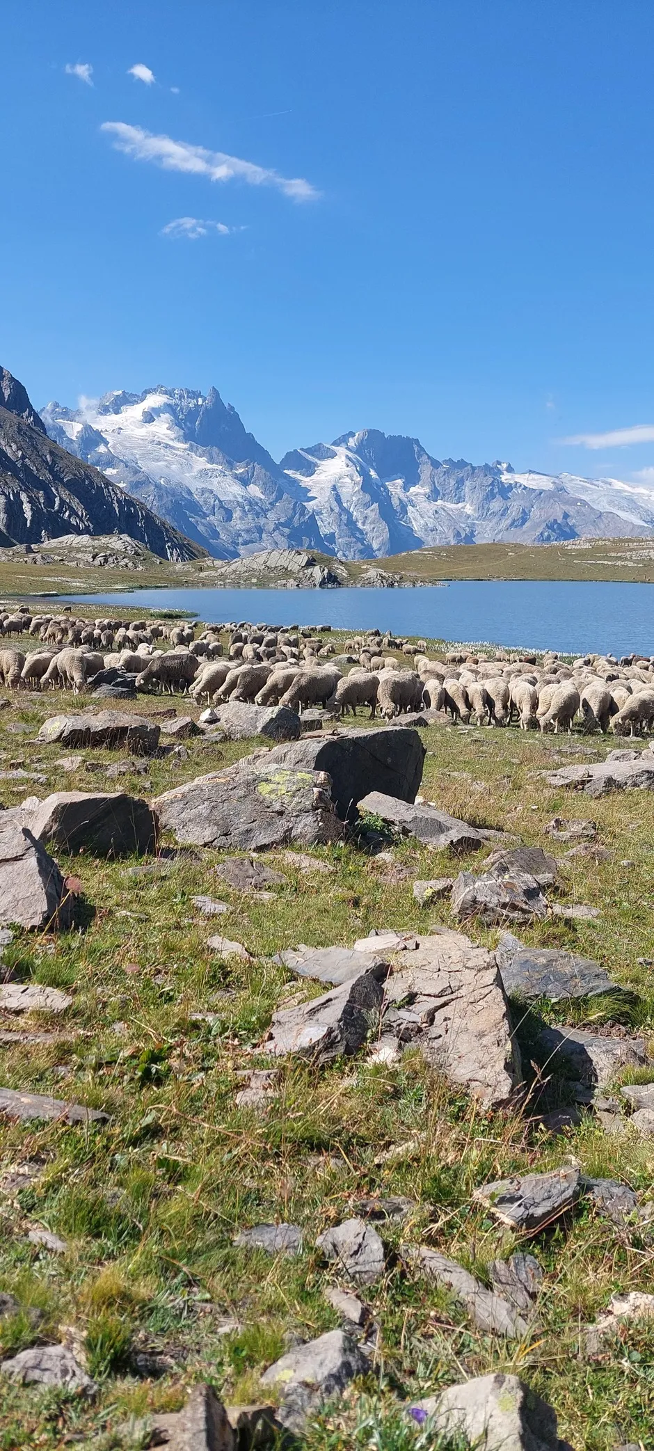 Troupeau en alpage - © Bergerie la coursaline
