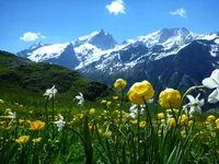 La Meije et les fleurs de fin de printemps - © Cécile Bruyant