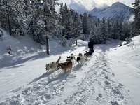 Chiens de traineaux avec le Chalet d'en Hô - © Chalet d'en Hô