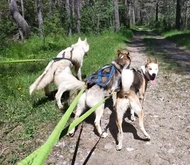 Trio canin - © Sophie Quinones