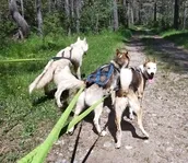 Trio canin - © Sophie Quinones