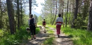 Balade en foret - © Sophie Quinones
