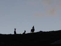 Sortie faune - © Terres de Trek