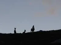 Sortie faune - © Terres de Trek