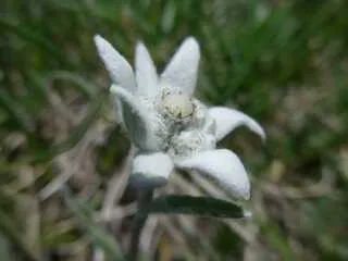 Edelweiss - © Terres de Trek