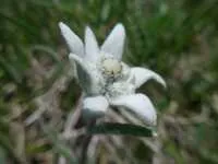 Edelweiss - © Terres de Trek