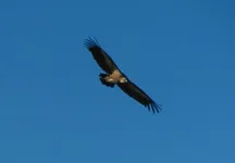 Photographie d'un vautour fauve - © Morillon P.
