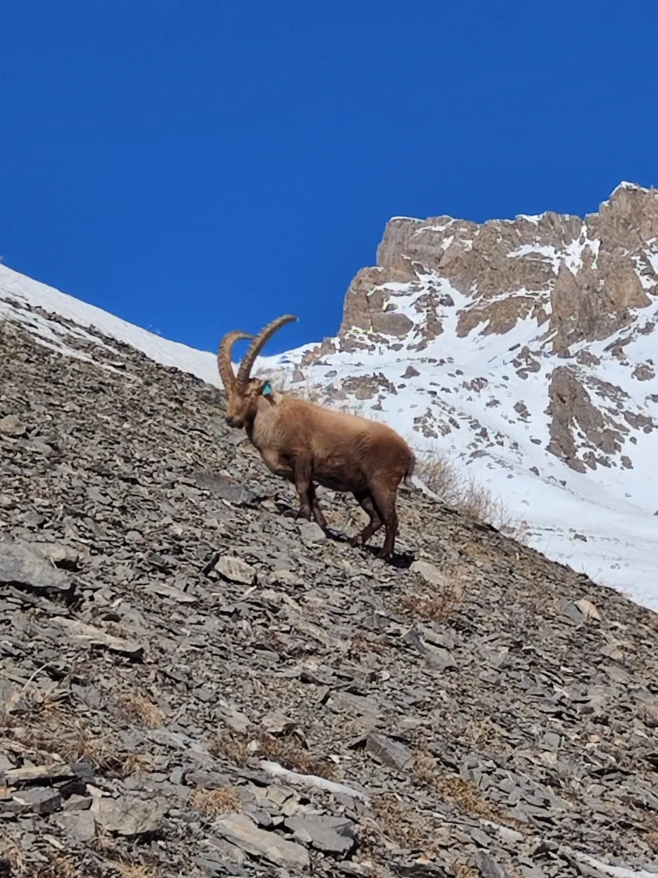 Bouquetin dans les Cerces - © Dans les Pas d'Hélène
