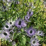 Fleurs - © ©romanini