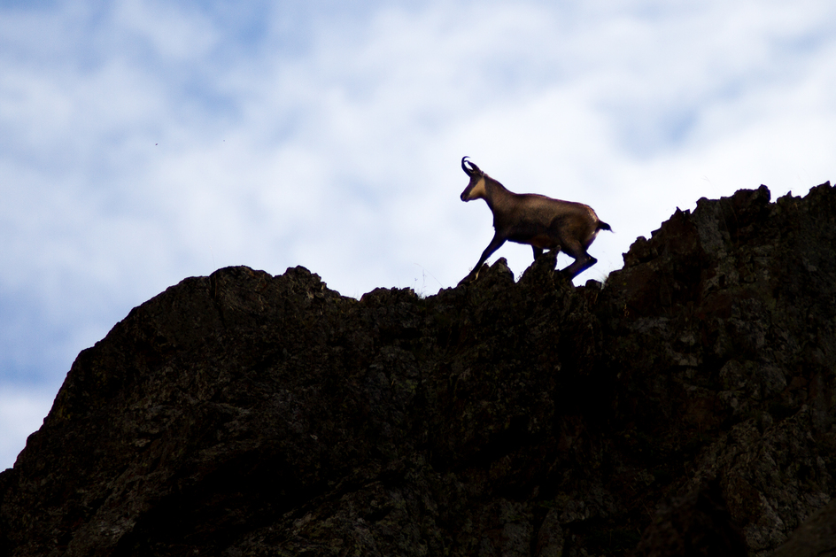 chamois - © L. Meyer