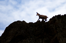 chamois - © L. Meyer