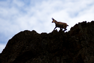 Balades accompagnées - Chamois - Bureau Montagne Briançon